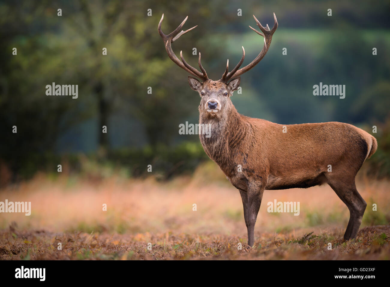 Rothirsch (Cervus Elaphus) Hirsch während der Brunft im September, Großbritannien, Europa Stockfoto