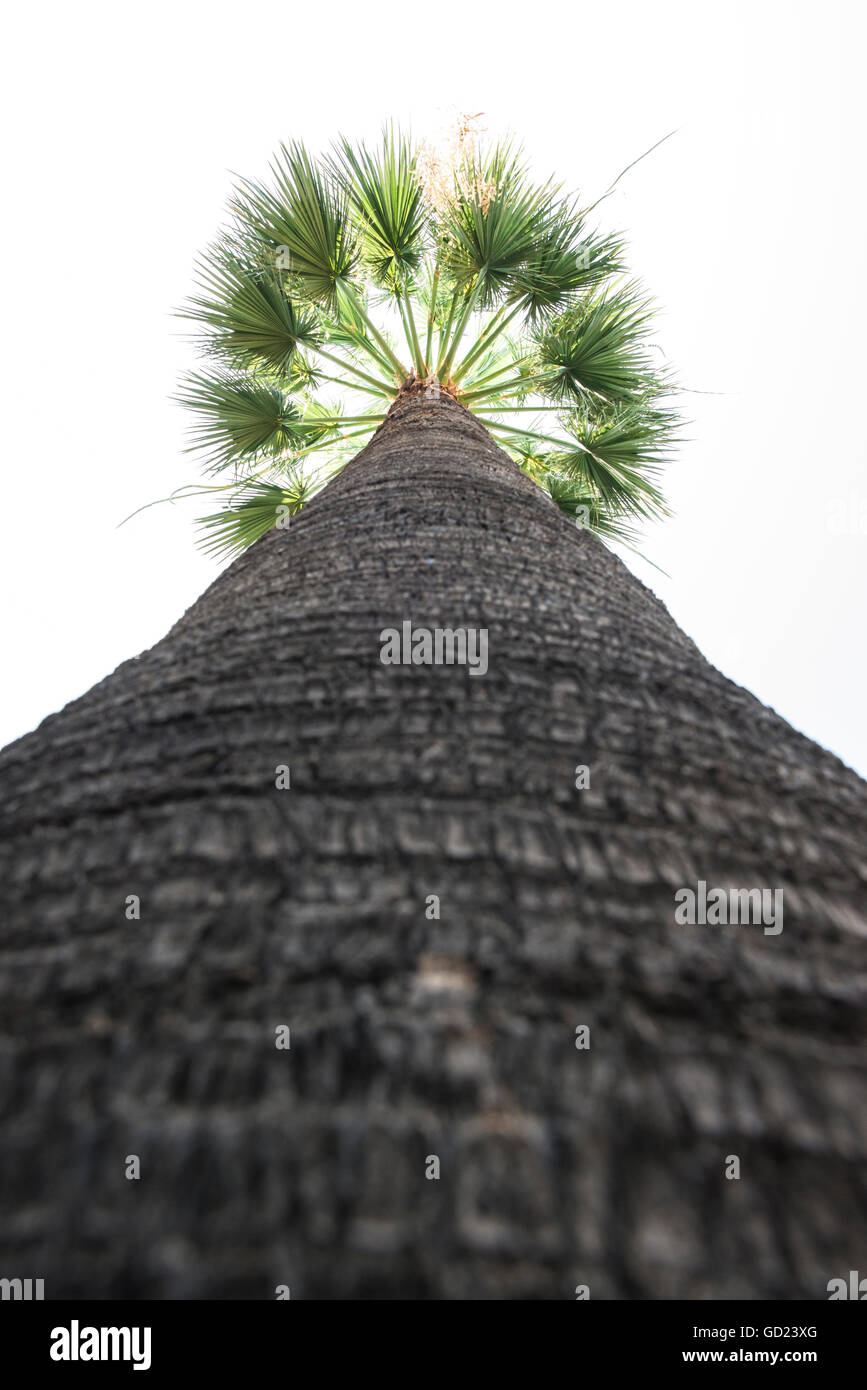 Hohen Palme Stockfoto