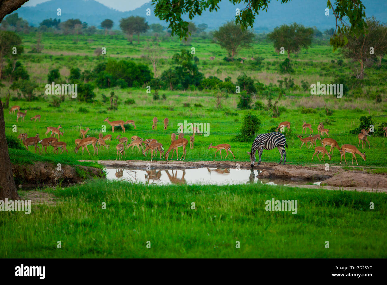 Zebra und Tiere am Wasserloch, Mizumi Safari Park, Tansania, Ostafrika, Afrika Stockfoto