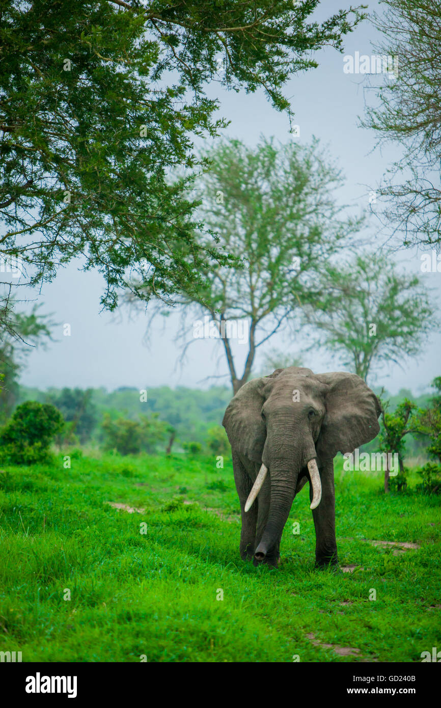 Elephant auf Safari, Safaripark Mizumi, Tansania, Ostafrika, Afrika Stockfoto