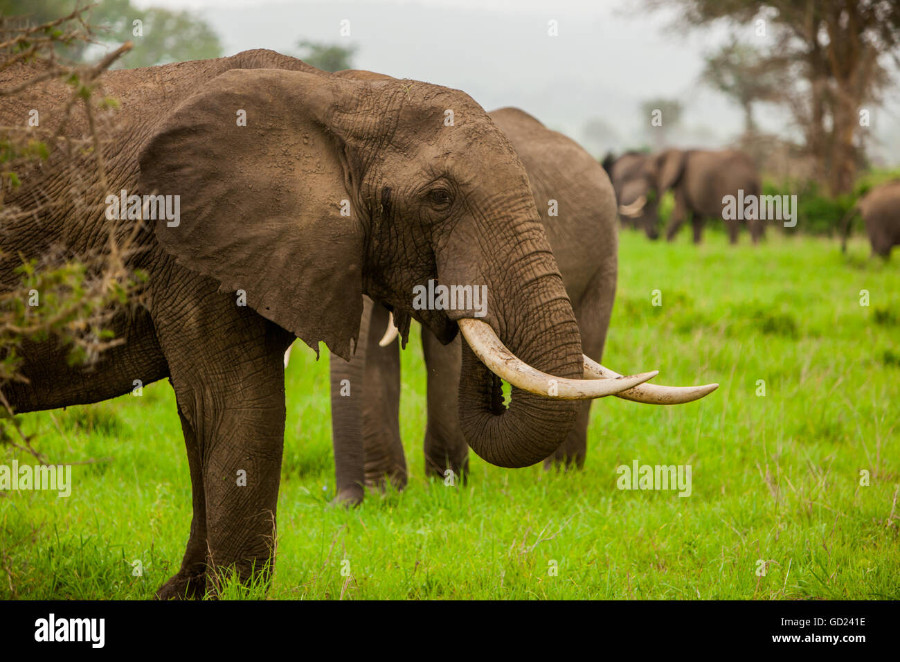 Afrikanische Elefanten auf Safari, Safaripark Mizumi, Tansania, Ostafrika, Afrika Stockfoto