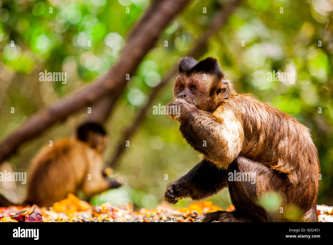 Affe Reserve, Johannesburg, Südafrika, Afrika Stockfoto