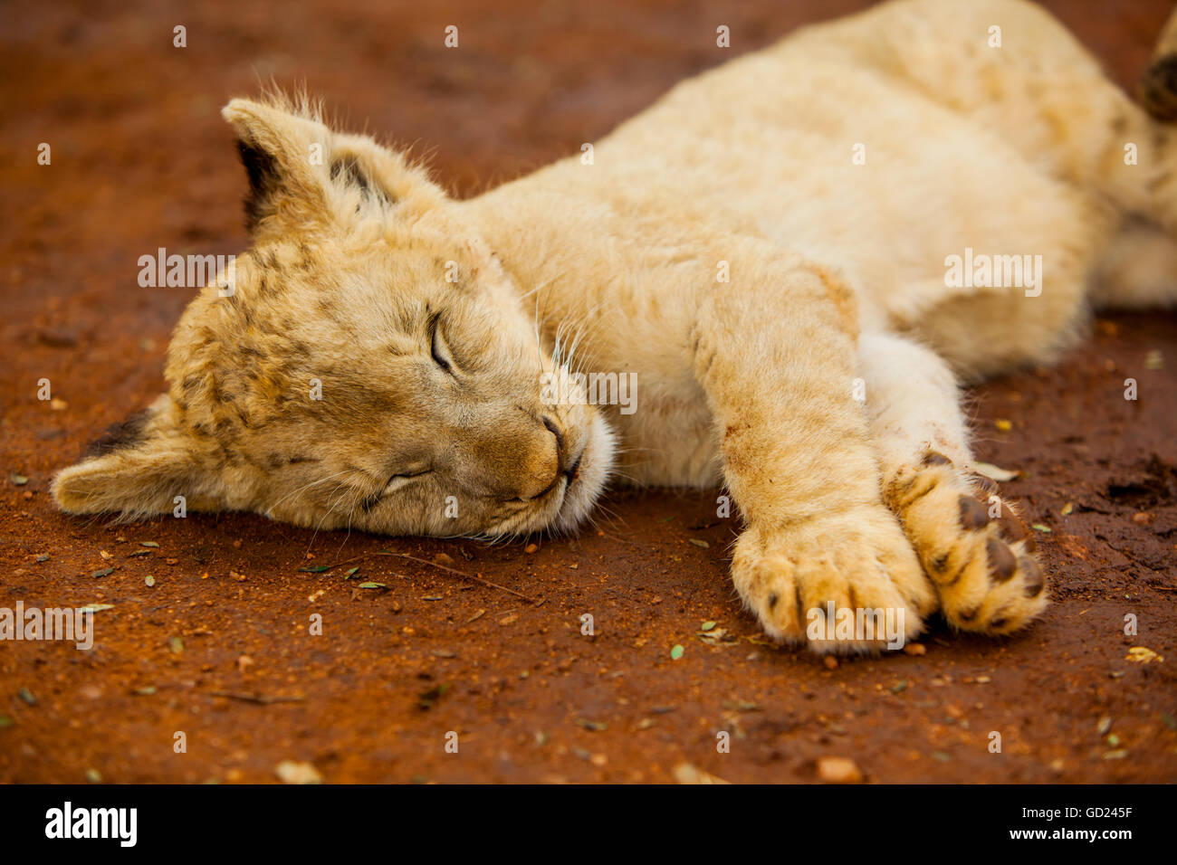 Löwenbaby im Kruger National Park, Johannesburg, Südafrika, Afrika Stockfoto