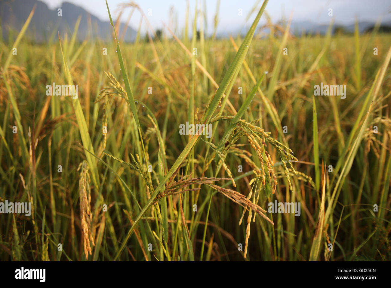 Nahaufnahme der Reisanbau in ein Reisfeld Van Vieng, Provinz Vientiane, Laos, Indochina, Südostasien, Asien Stockfoto
