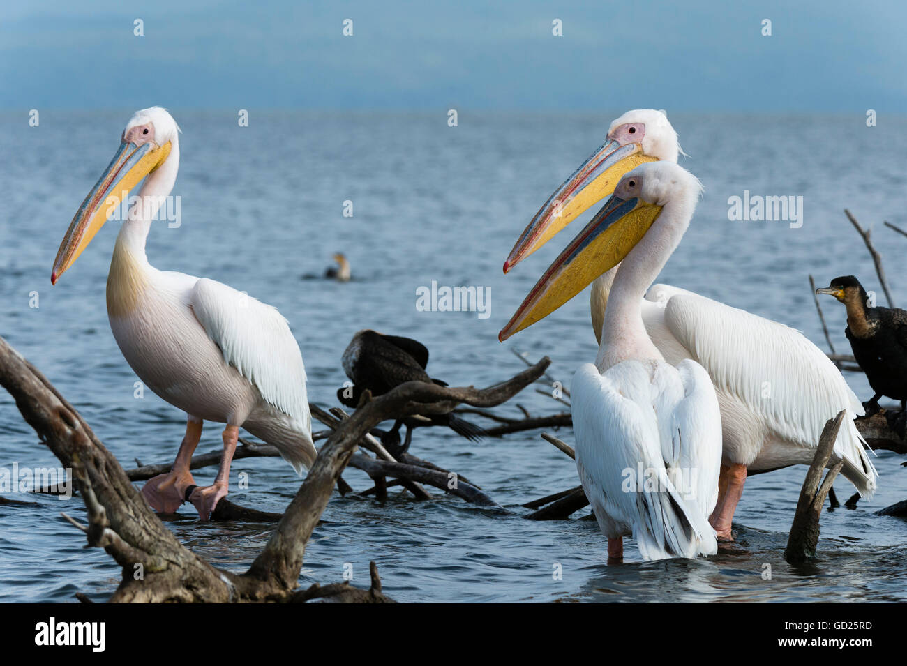 Rosapelikan (Pelecanus Onocrotalus), Lake Naivasha, Kenia, Ostafrika, Afrika Stockfoto