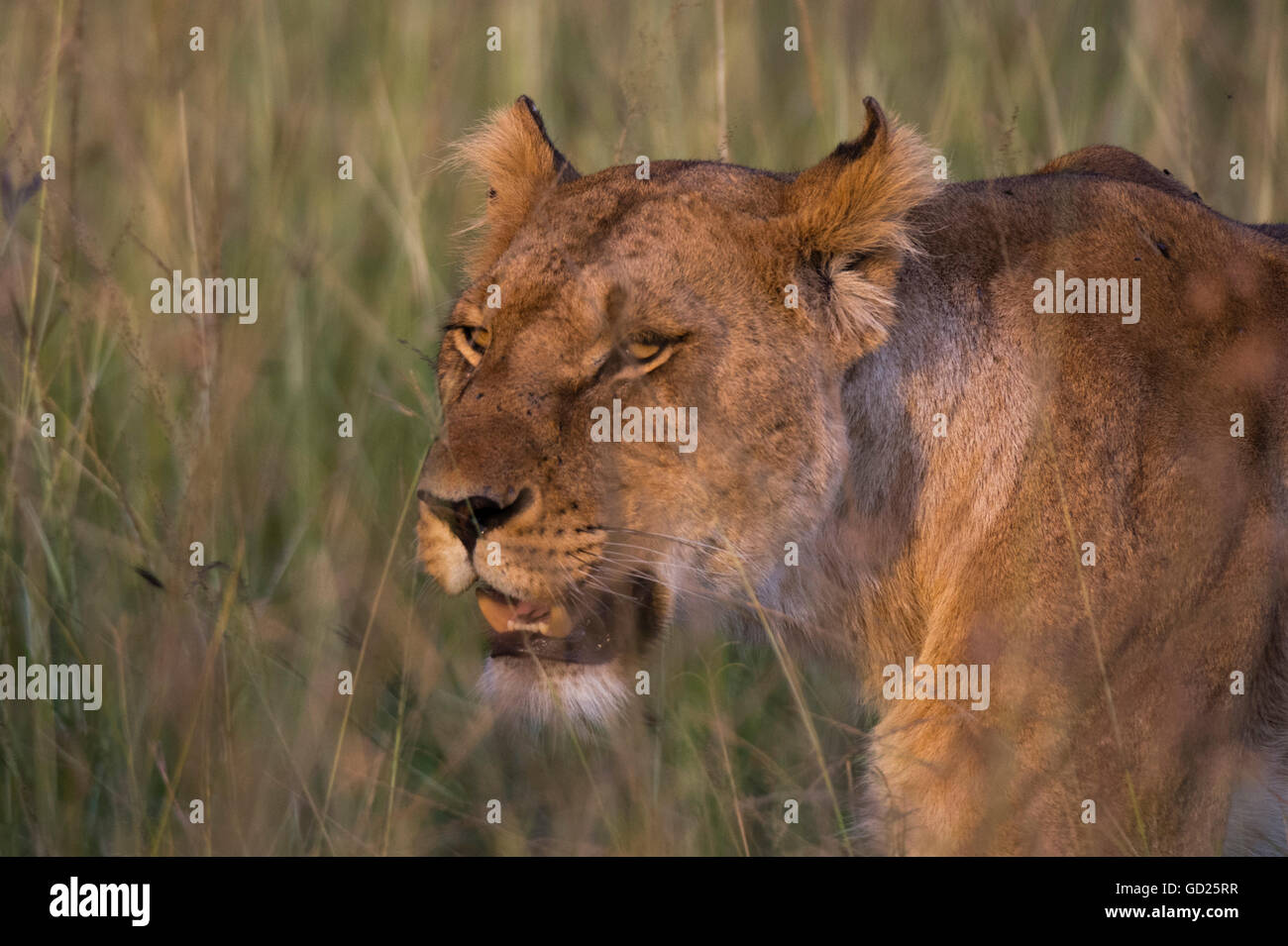 Löwe (Panthera Leo), Masai Mara, Kenia, Ostafrika, Afrika Stockfoto
