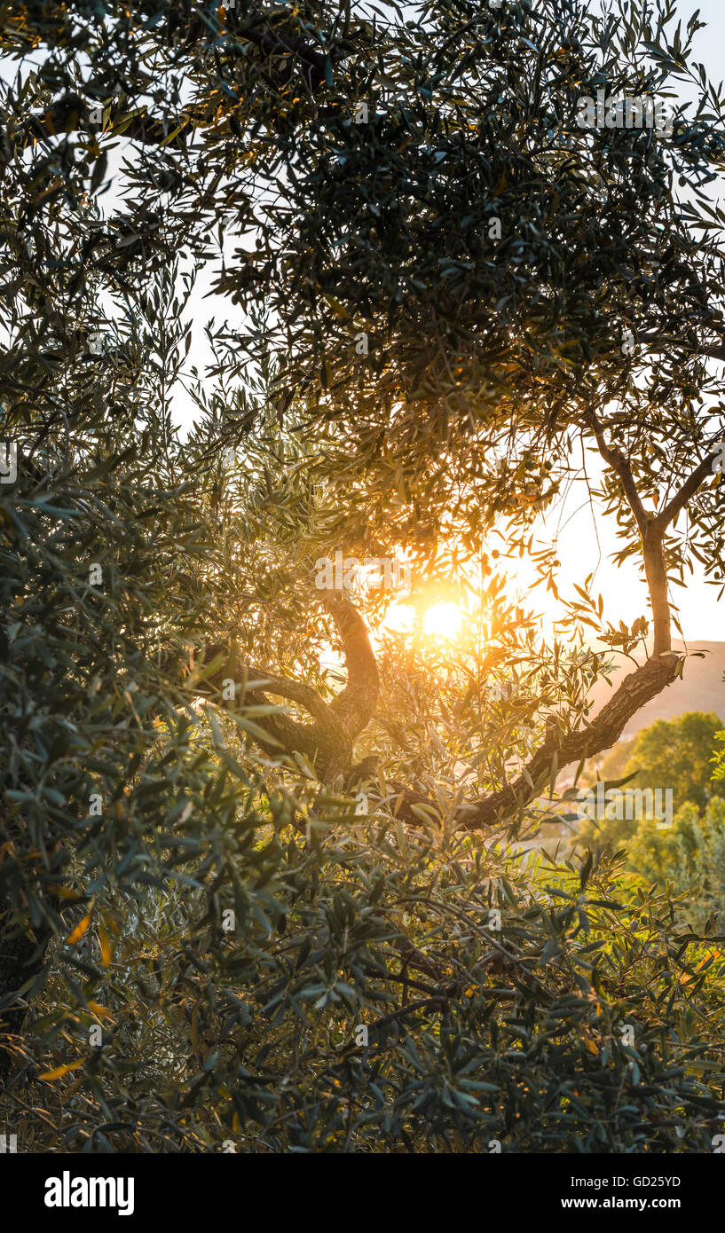 Olivenbäume bei Sonnenuntergang. Stockfoto