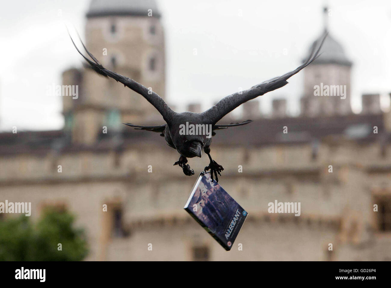 Scooby the Raven liefert die ersten DVD-Kopien von „Allegiant“ aus, um die Veröffentlichung des futuristischen Spielfilms zu feiern, in dem die Hauptfigur Tris ein ikonisches Raben-Tattoo am Tower of London in Westminster zeigt. Stockfoto