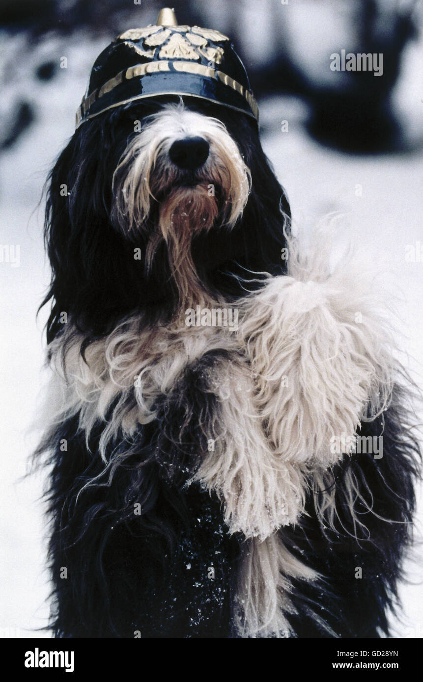 Kuriositäten, Hund 'Rawo' mit Helm als 'Kommissar Keks' (Commissar Keks), in der 'Peter Alexander Show', Dezember 1995, zusätzliche-Rights-Clearences-nicht verfügbar Stockfoto