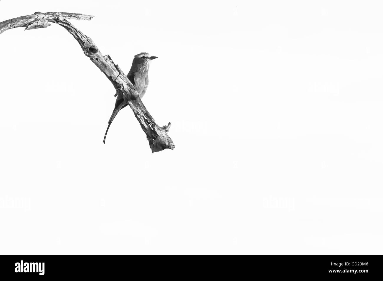 Lilac breasted Roller thront auf einem Ast vor einem klaren Himmelshintergrund in schwarz / weiß Stockfoto