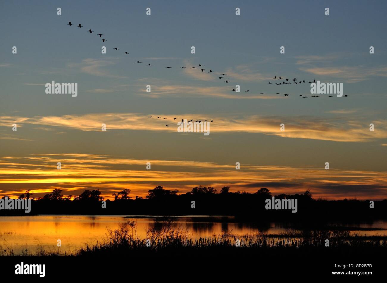Silhouetten der Kraniche (Grus Canadensis) fliegen nach Sonnenuntergang Stockfoto