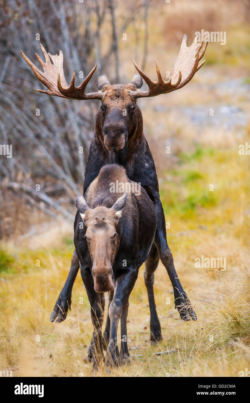 Ein Stier Elch in der Brunft Paarung mit einer Kuh Elch im Kincaid Park in der Nähe von Toney Knowles Coastal Trail, Anchorage, Alaska Yunan Herbst Stockfoto