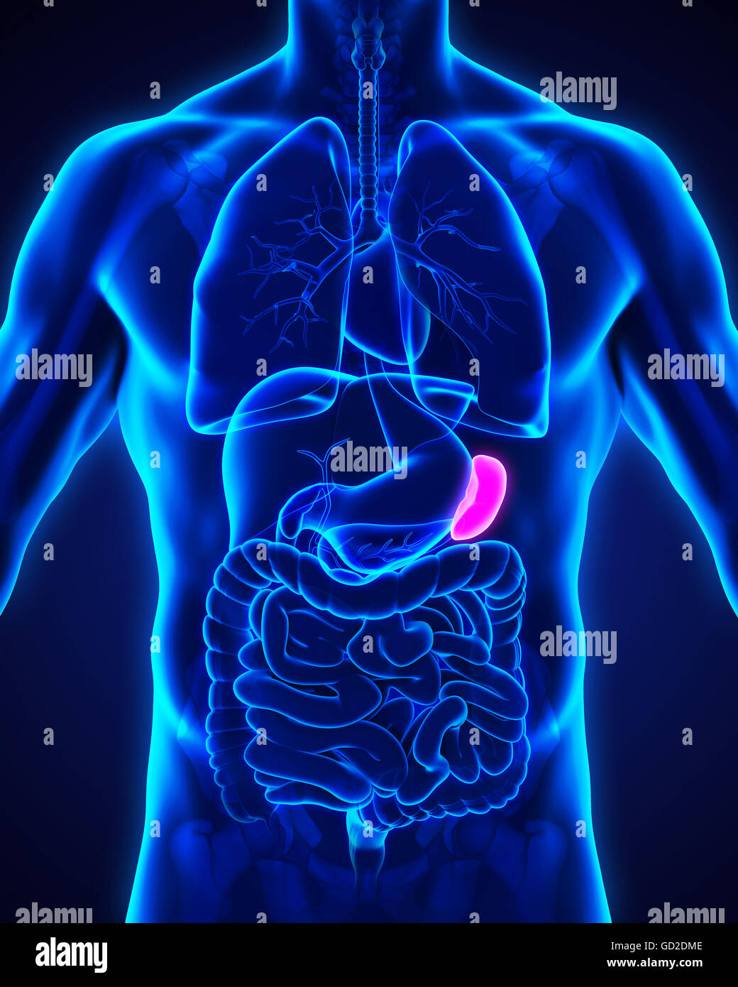 Anatomie der menschlichen Milz Stockfotografie - Alamy