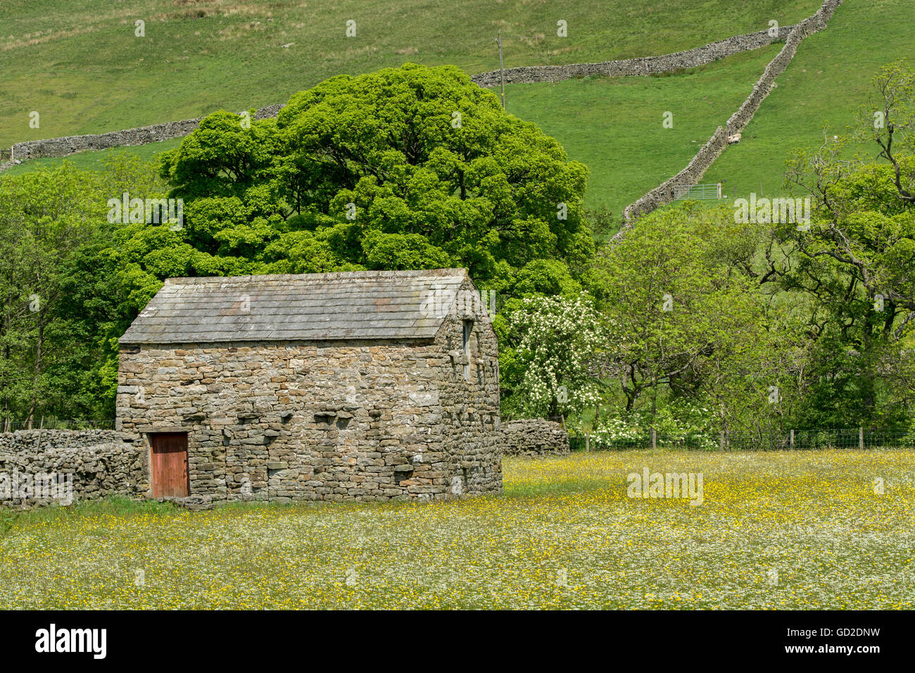 Stein Scheunen in Wildblumenwiesen, Frühsommer im Swaledale, in der Nähe von Muker, Yorkshire Dales National Park, UK. Stockfoto