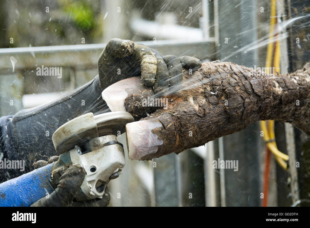 Landwirt abfeilen eine Kühe Füße hoch in einer Rolle über Kiste. Cumbria, UK Stockfoto