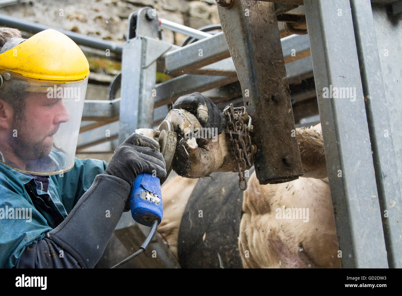 Landwirt abfeilen eine Kühe Füße hoch in einer Rolle über Kiste. Cumbria, UK Stockfoto