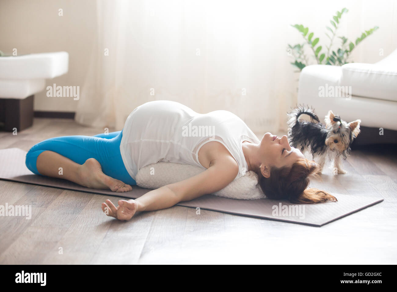 Gesunder Lifestyle-Konzept. Schwangerschaft-Yoga und Fitness. Junge schwangere Yoga Frau mit ihrem Hund im Wohnzimmer trainieren Stockfoto
