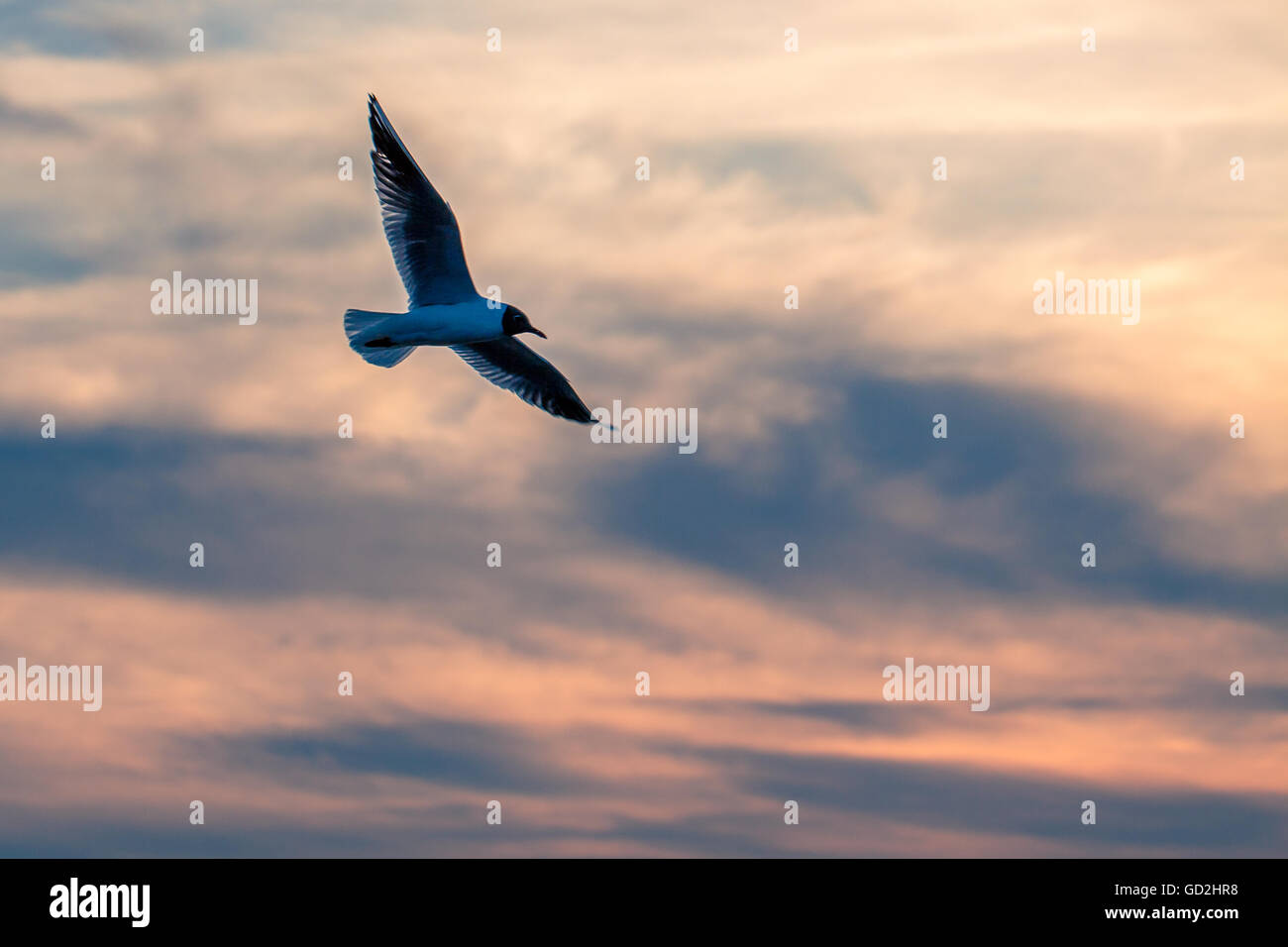 Möwe fliegt gegen den Himmel bei Sonnenuntergang. Stockfoto