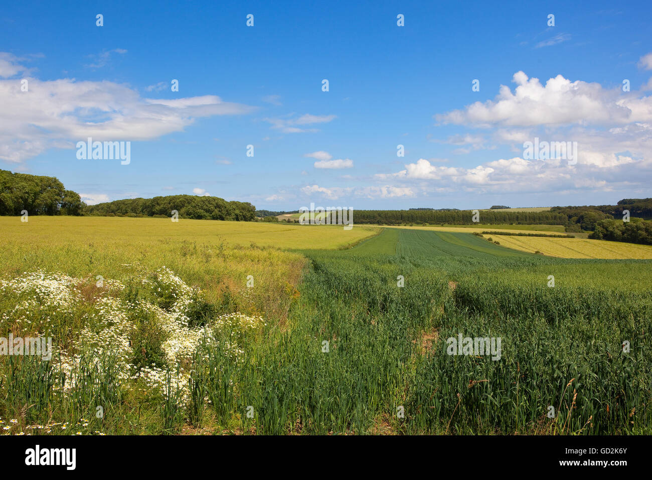 Hafer und Raps Ernten in die landwirtschaftliche Landschaft von Yorkshire Wolds bei blau bewölktem Himmel im Sommer. Stockfoto