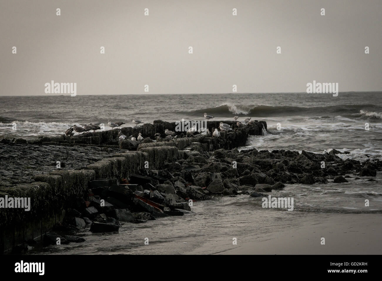 Möwen sitzen auf den Felsen am Strand von Norderney in Deutschland Stockfoto