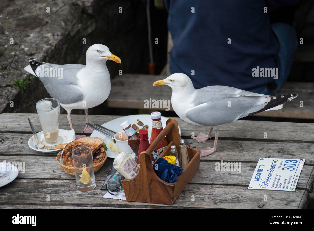 Möwen aufräumen. Stockfoto
