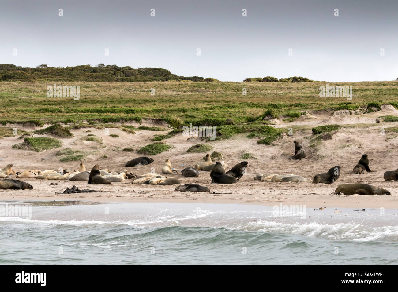 Hooker Seelöwen auf Enderby Island, Neuseeland subantarktischen Stockfoto
