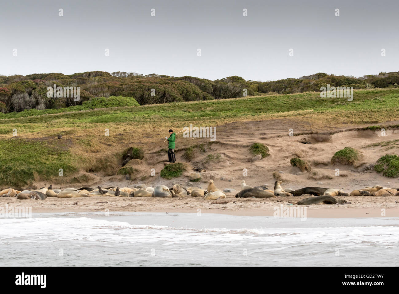 Hooker Seelöwen auf Enderby Island, Neuseeland subantarktischen Stockfoto
