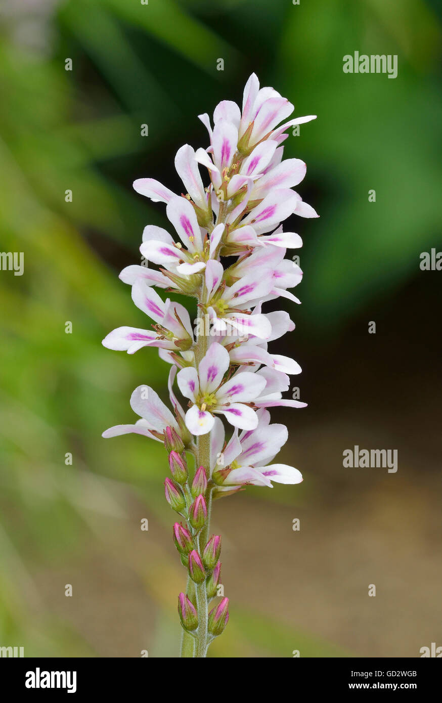 Brautkranz Pflanze Stockfotos und -bilder Kaufen - Alamy