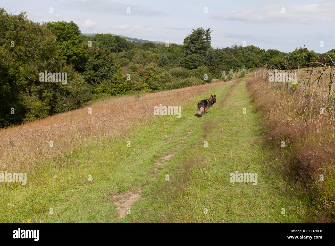 Hund zu Fuß auf einem Rasen Wiese im Sommer in England, UK. Stockfoto
