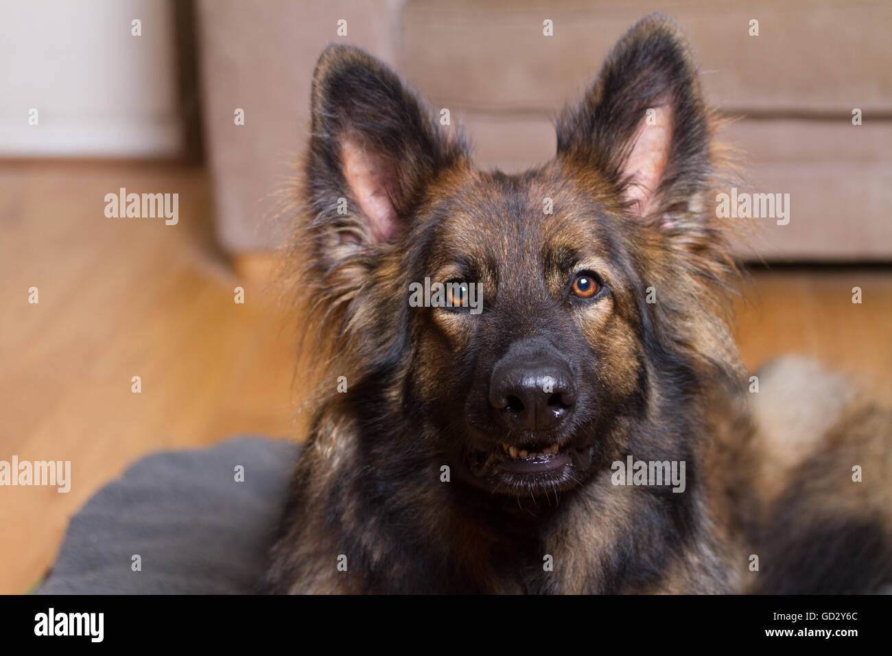 Deutscher Schäferhund auf seinem Bett in einem Haus in die Kamera schaut. Stockfoto