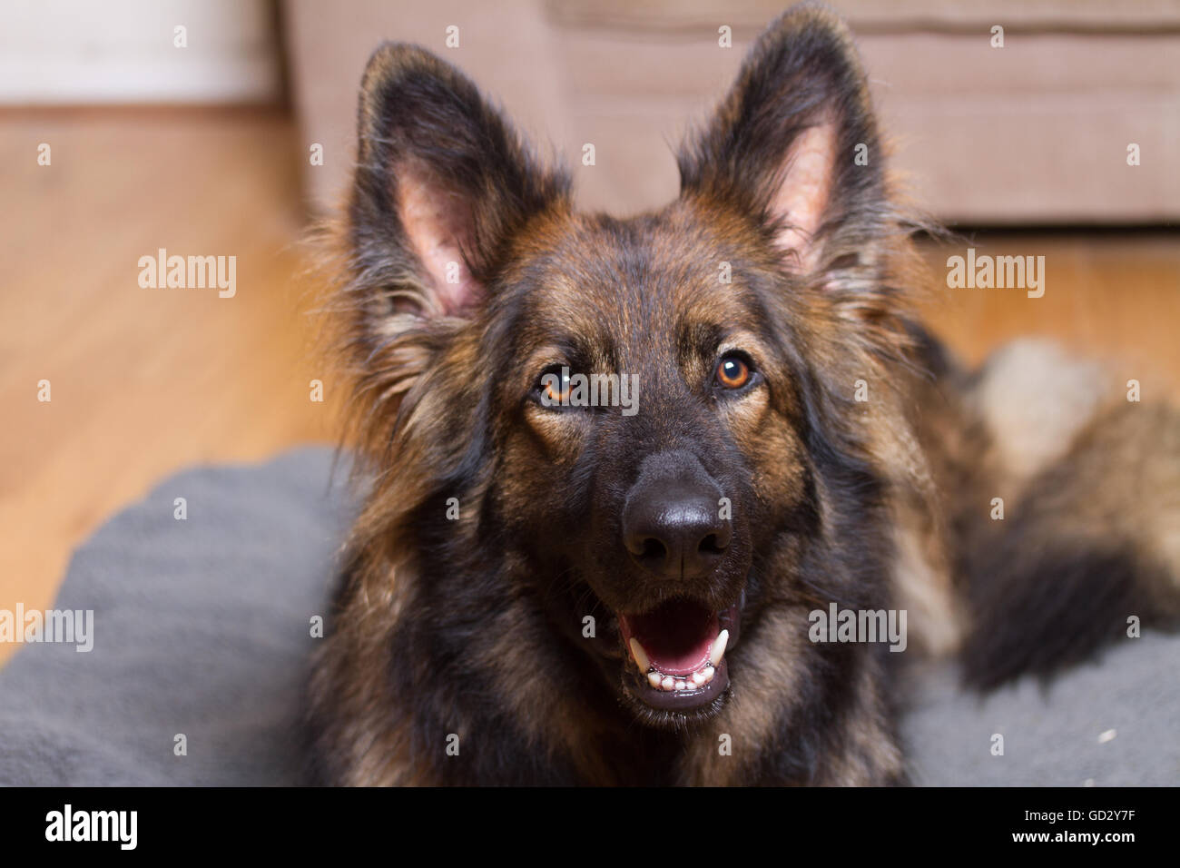 Deutscher Schäferhund auf seinem Bett in einem Haus in die Kamera schaut. Er ist Sable gefärbt. Stockfoto