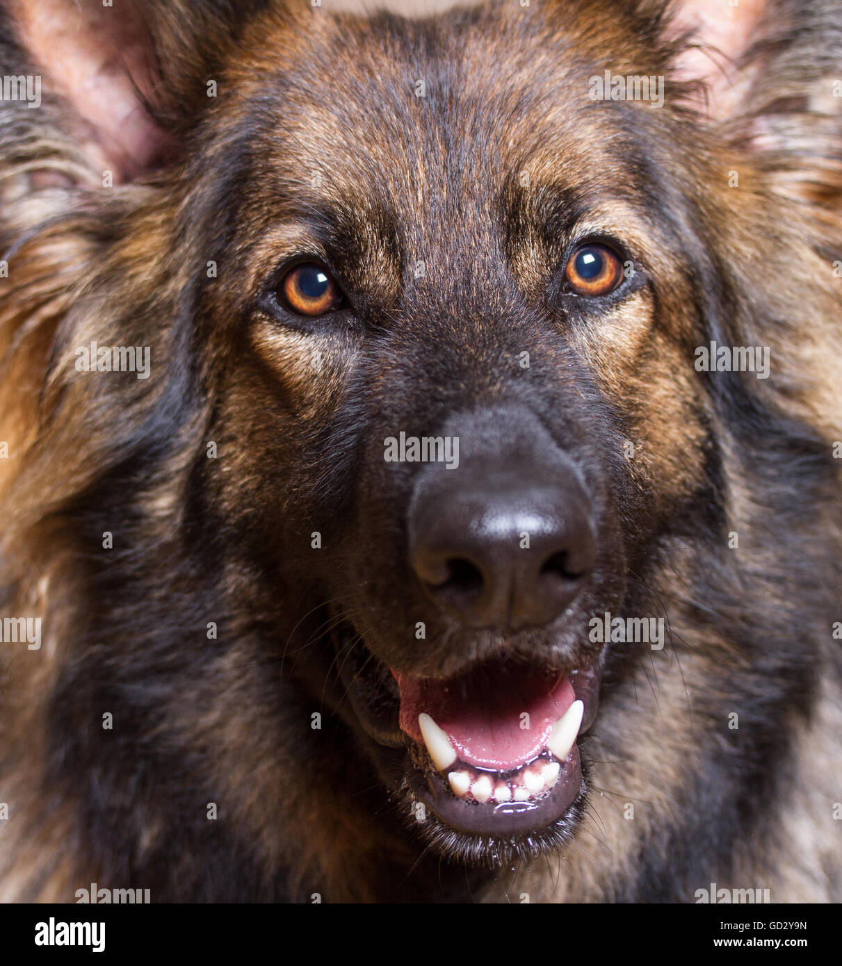 Deutscher Schäferhund Nahaufnahme Schuss seines Kopfes.  Er ist lang behaart und Zobel. Stockfoto