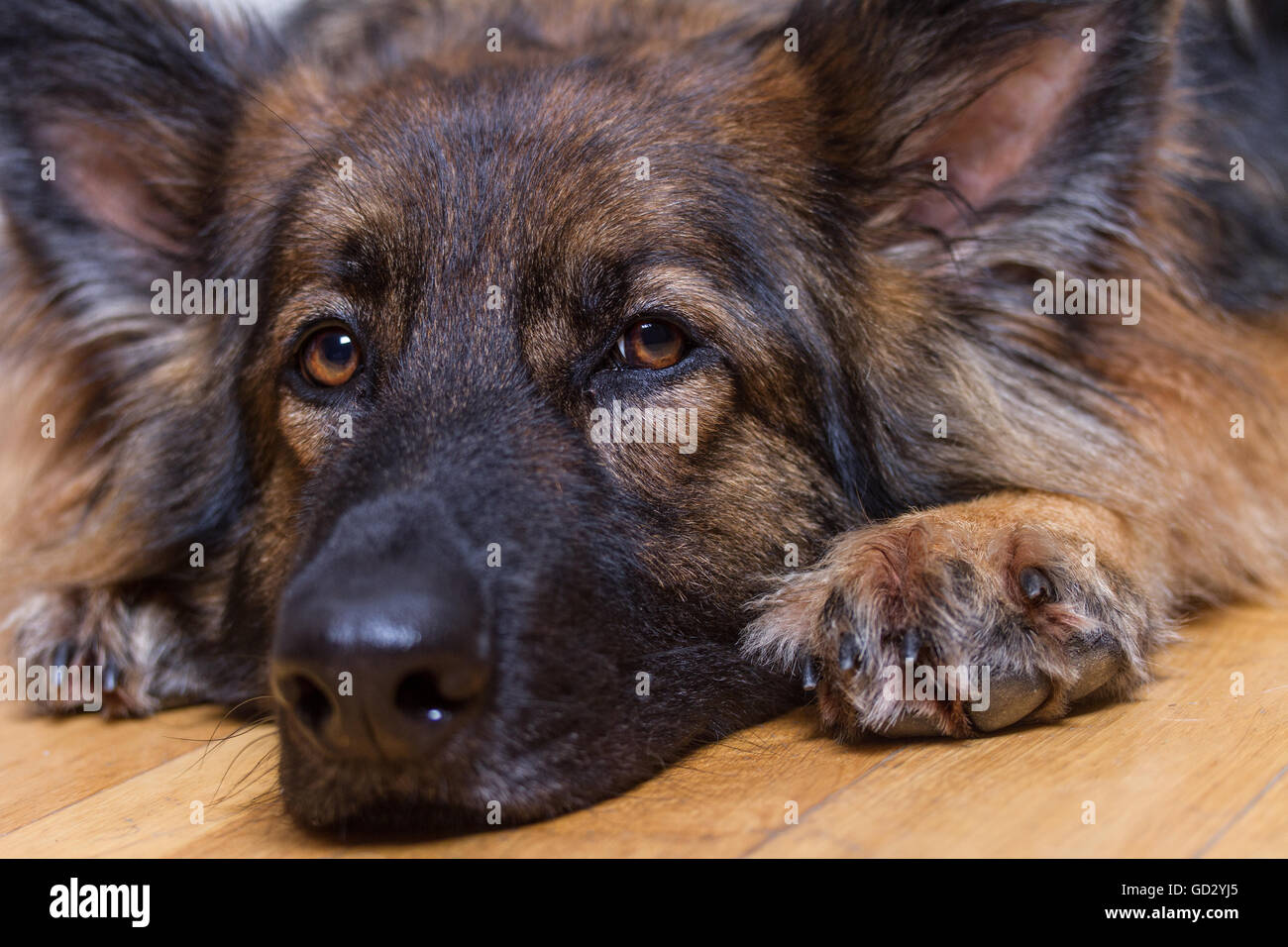 Deutscher Schäferhund oder Elsässer seinen Kopf auf einen hölzernen Fußboden innen schaut in die Kamera ruht. Stockfoto