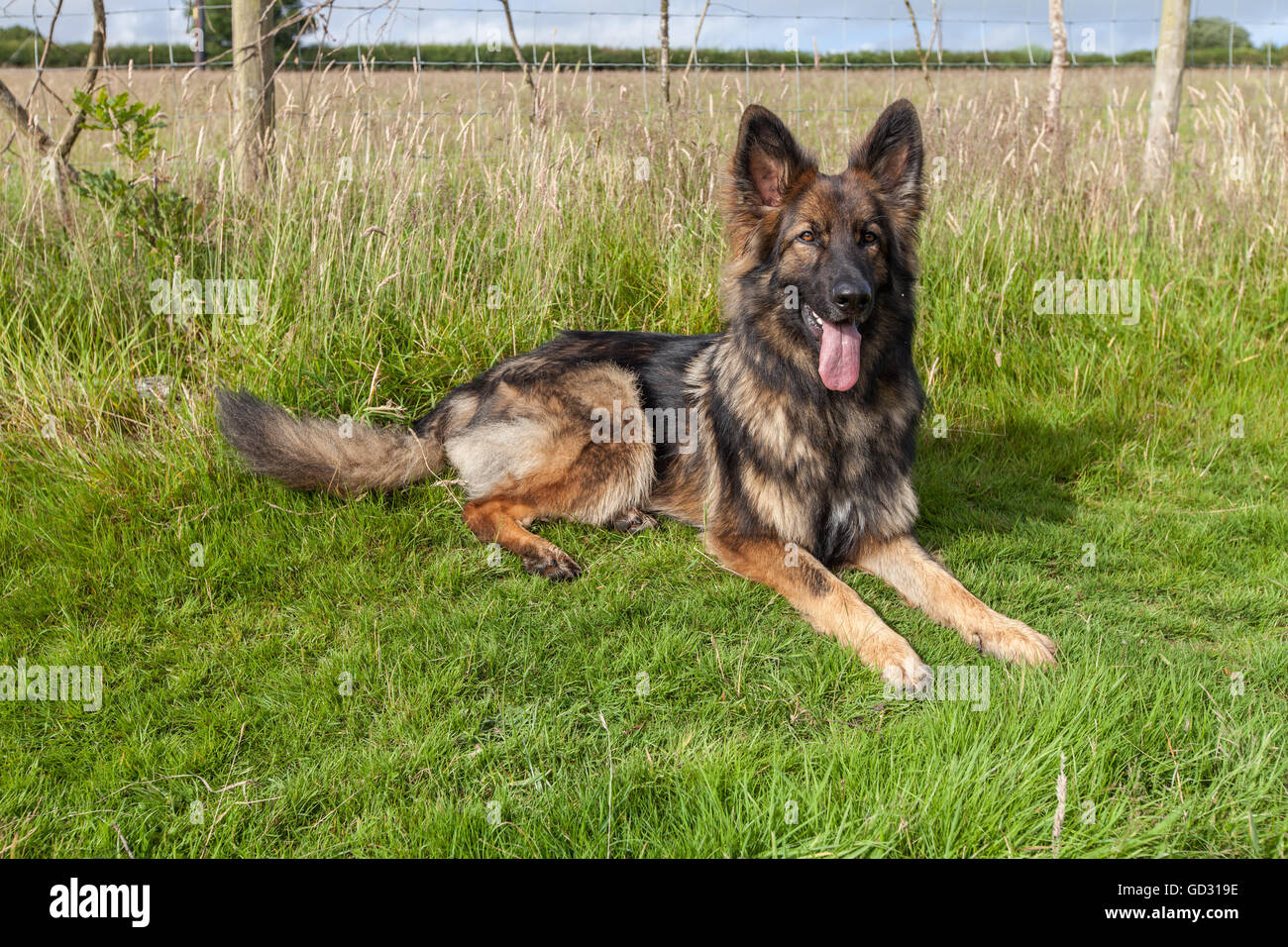 Deutscher Schäferhund auf Rasen mit seiner Zunge und seinen Kopf gelegt. Stockfoto