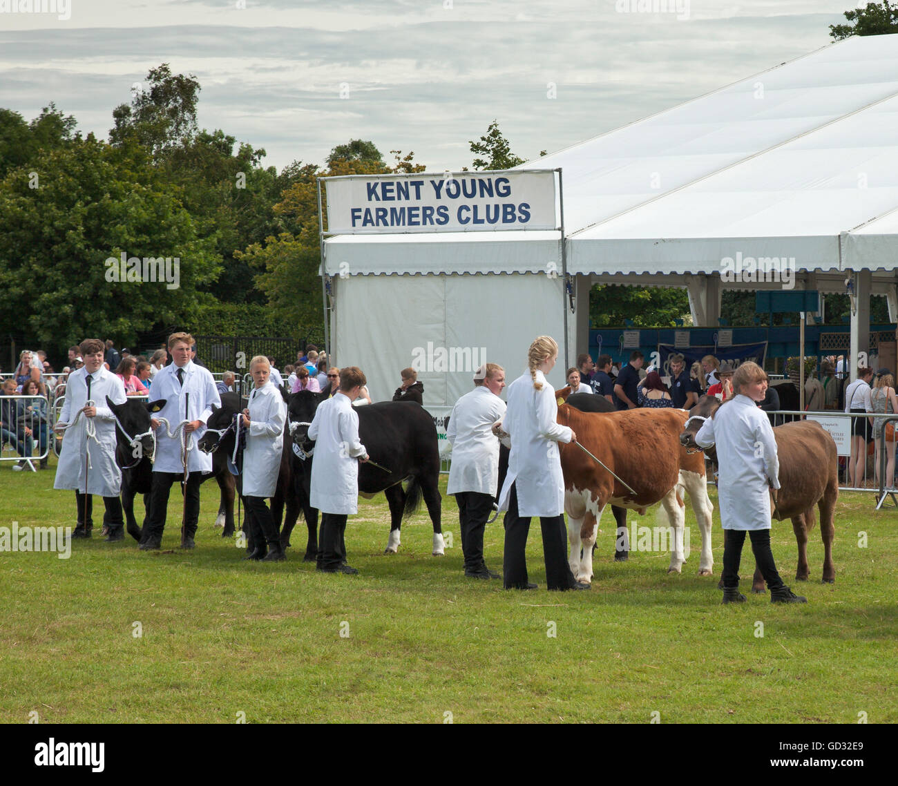 Kent Young Bauern ihr Vieh auf der Kent County Show zeigen. Stockfoto
