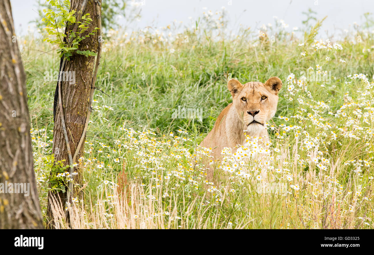 Einzigen weiblichen Löwen ruht in der frischen grasss Stockfoto