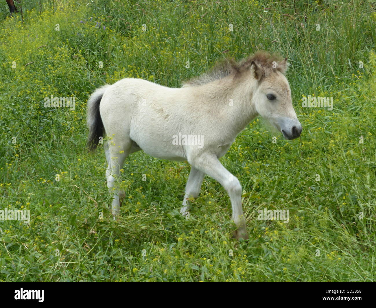 Colt, junges Pferd, Pferdchen Stockfoto