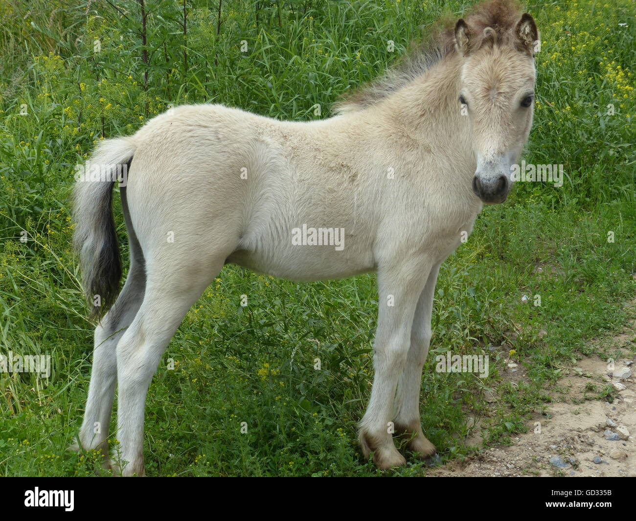 Fohlen, junges Pferd Stockfoto
