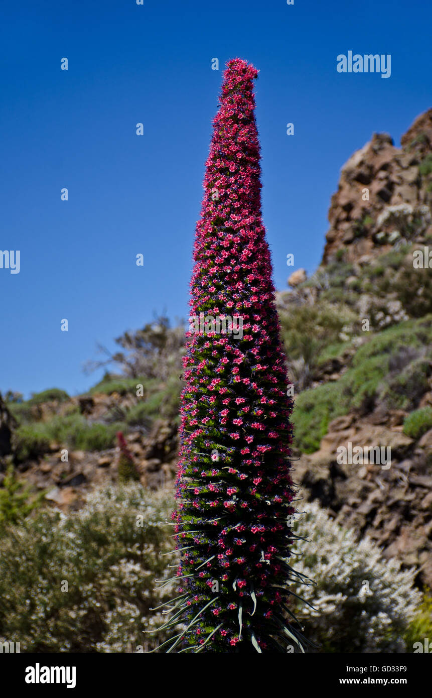 Teide Bugloss Blume (Echium Wildpretii) Oraginaceae Familie, endemisch auf Vulkan Teide, Teneriffa Insel, Kanaren, Spanien Stockfoto