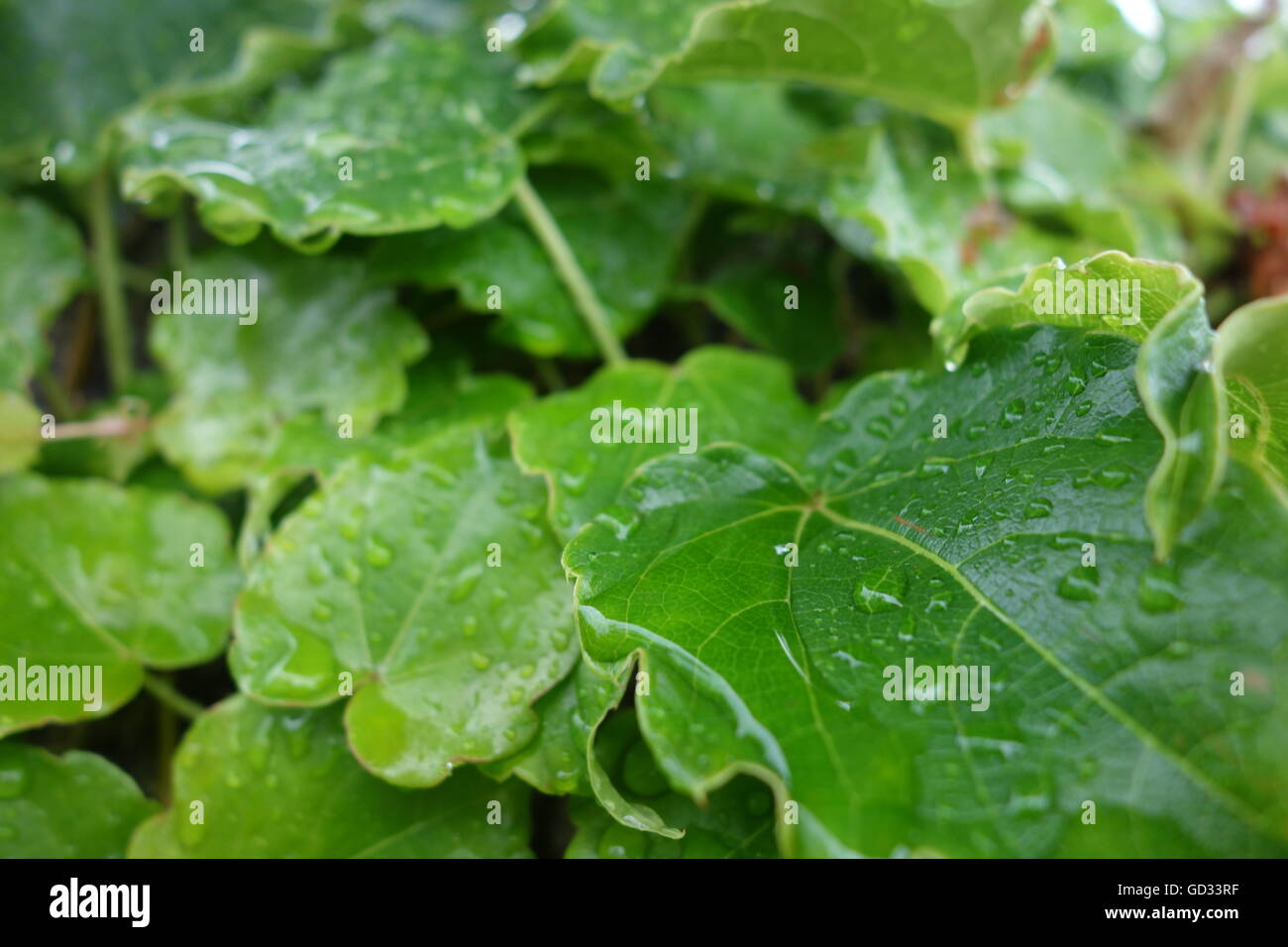 Wassertropfen auf den Blättern nach Starkregen Stockfoto