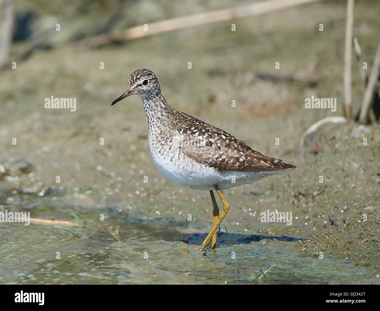 Auf der Suche nach Nahrung in seinem Lebensraum Bruchwasserläufer Stockfoto