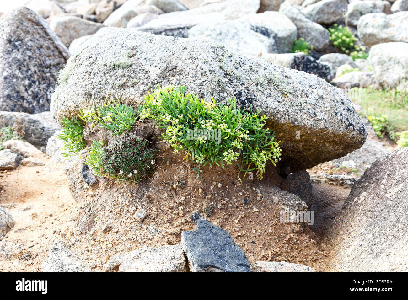 Queller Felsen Samphire oder Meer Fenchel (Crithmum Maritimum) wachsen wild zwischen den Felsen Cornwall England UK Stockfoto