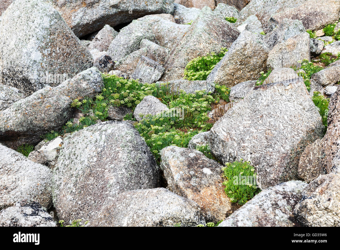 Queller Felsen Samphire oder Meer Fenchel (Crithmum Maritimum) wachsen wild zwischen den Felsen Cornwall England UK Stockfoto