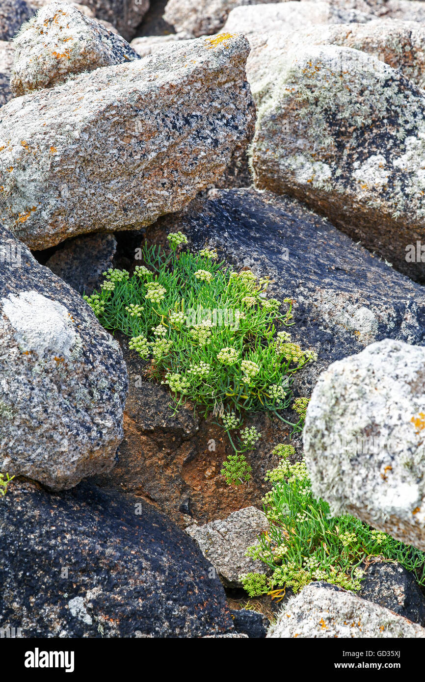 Queller Felsen Samphire oder Meer Fenchel (Crithmum Maritimum) wachsen wild zwischen den Felsen Cornwall England UK Stockfoto
