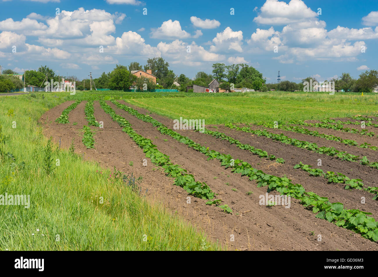 Juni-Landschaft mit kleinen Kürbis Feld in Miloradove Dorf, Poltavskaya Oblast, Ukraine Stockfoto