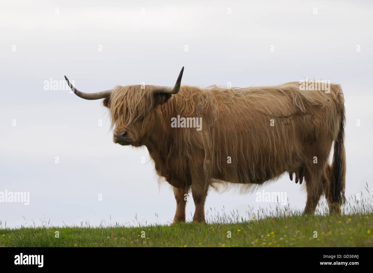Highland Kuh. Mull von Oa, Islay, Inneren Hebriden, Argyll, Schottland, Großbritannien. Stockfoto