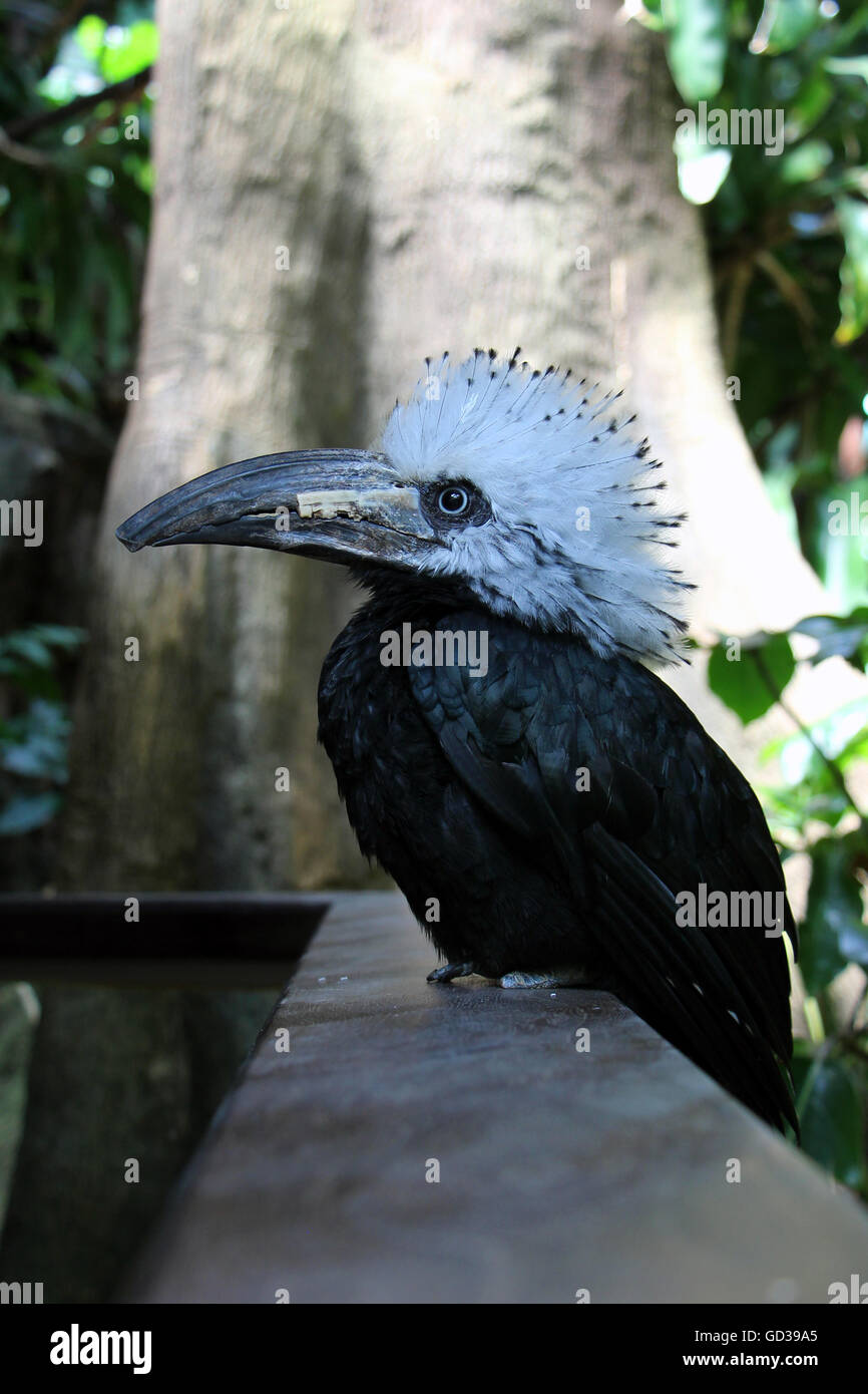 White-crested Hornbill - Stelle erschossen. An der Central Park Zoo in New York getroffen. Stockfoto