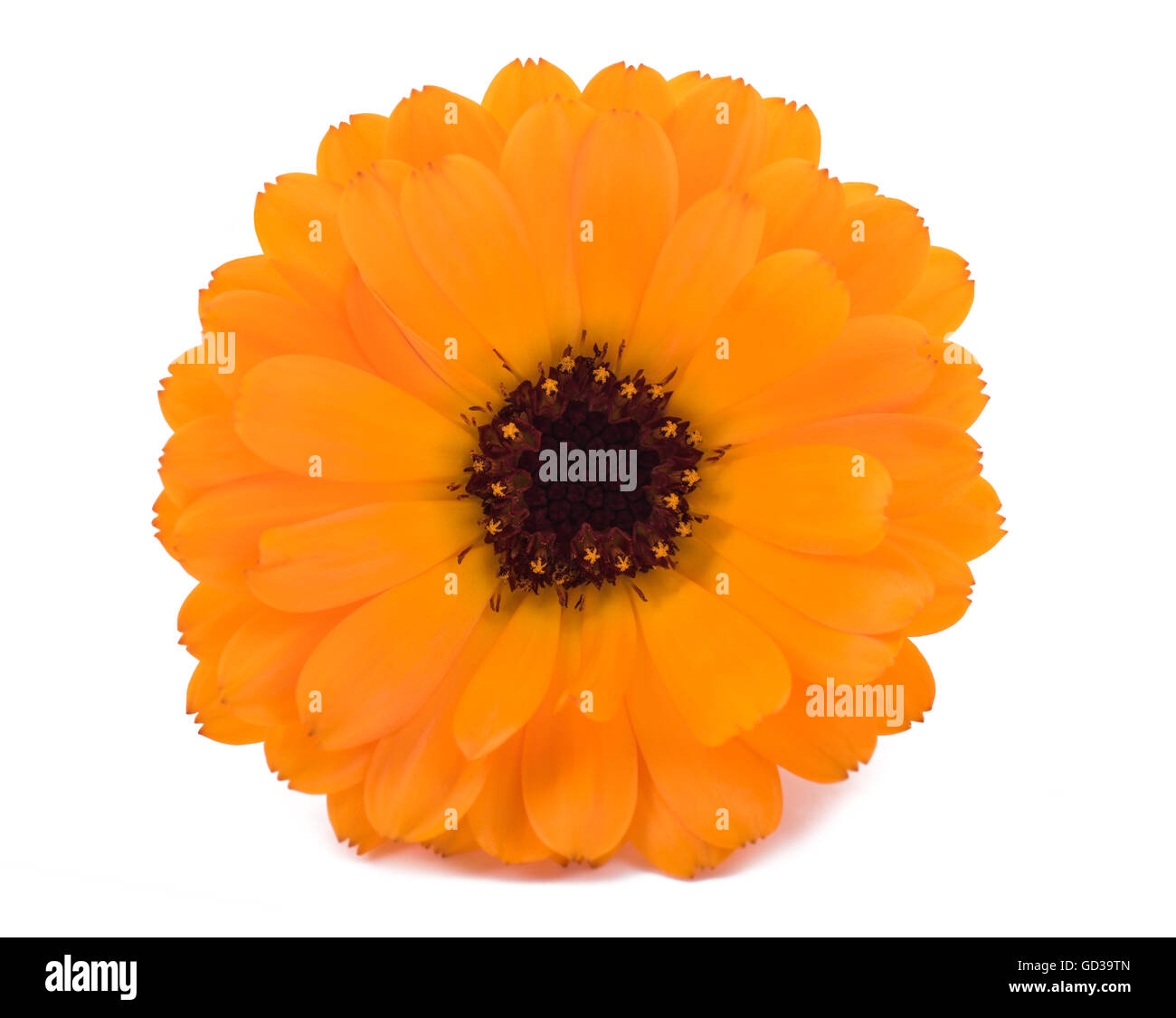 (Calendula Officinalis) Ringelblumeblume isoliert auf weißem Hintergrund Stockfoto