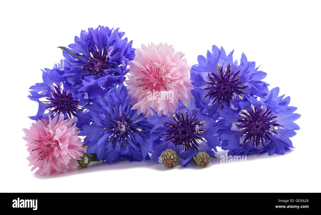 Blau und rosa Kornblumen isoliert auf weiss Stockfoto