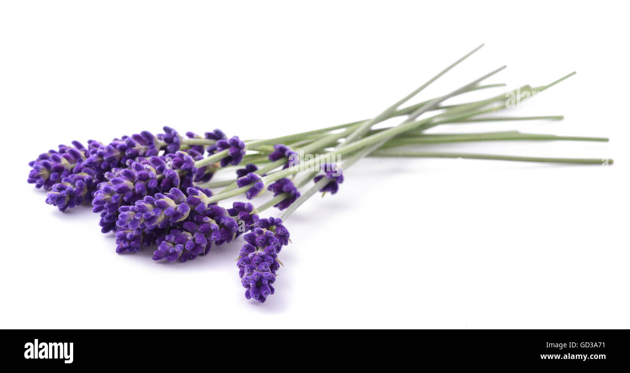 Lavendel Blumen Haufen isoliert auf weißem Hintergrund Stockfoto